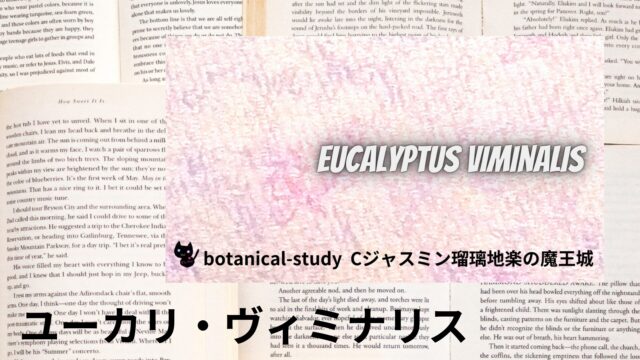 ユーカリ・ヴィミナリスのアロマハーブ事典(辞典)用アイキャッチ＠botanical-study