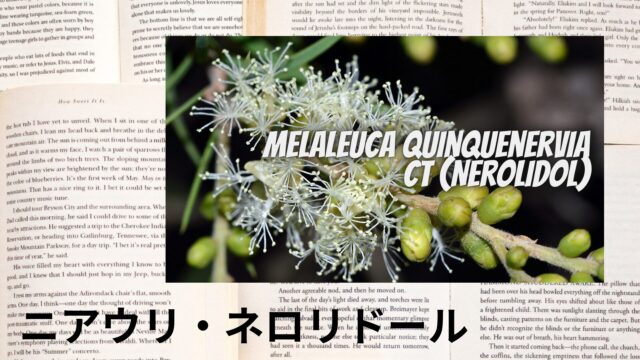 ニアウリ・ネロリドールのアロマハーブ事典(辞典)用アイキャッチ＠botanical-study
