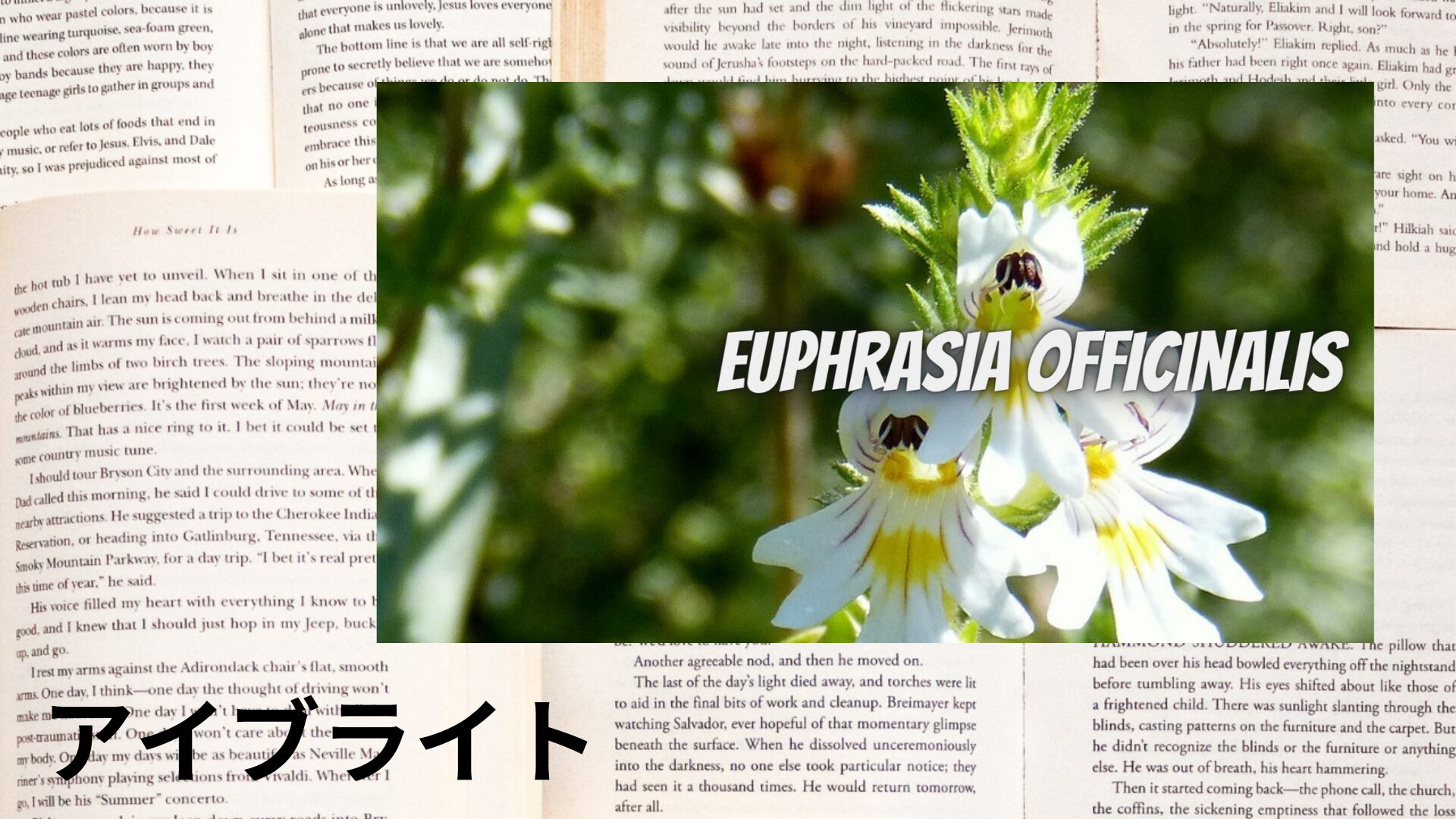 eyebright-aroma-herb-dictionary-eyecatch-botanical-study