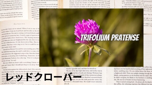 レッドクローバーのアロマハーブ事典(辞典)用アイキャッチ＠botanical-study