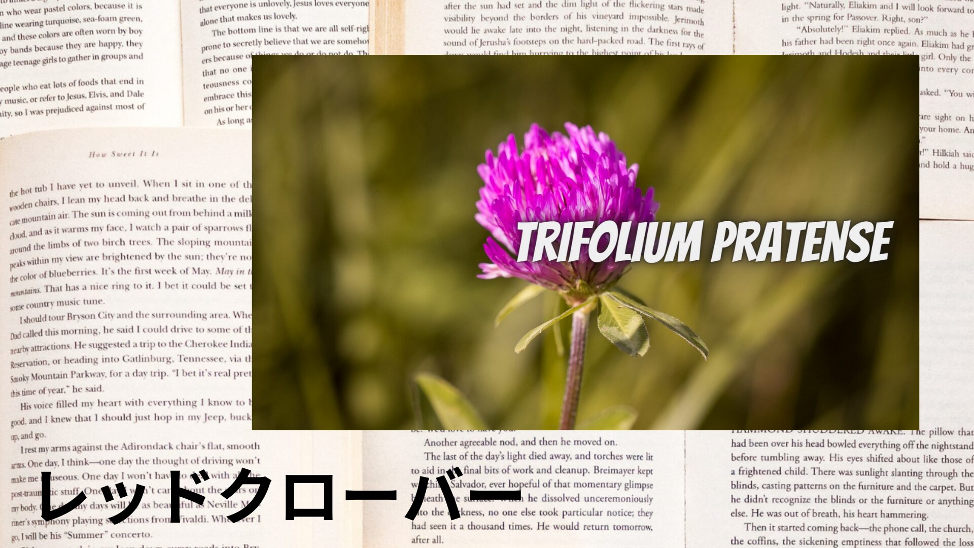 red-clover-aroma-herb-dictionary-eyecatch-botanical-study