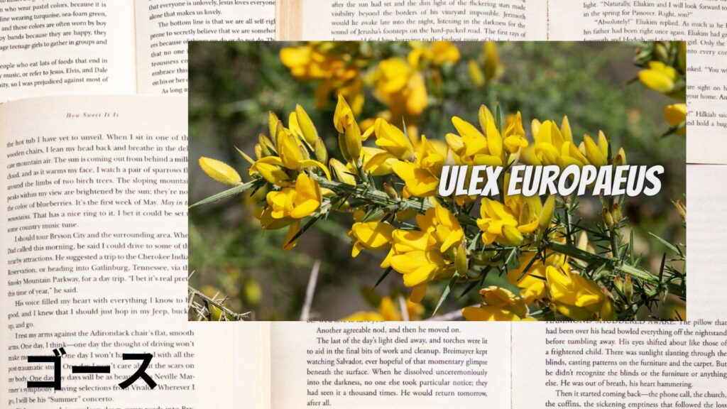 gorse-aroma-herb-dictionary-eyecatch-botanical-study