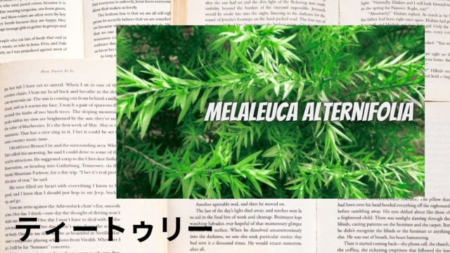 ティートゥリーのアロマハーブ事典(辞典)用アイキャッチ＠botanical-study