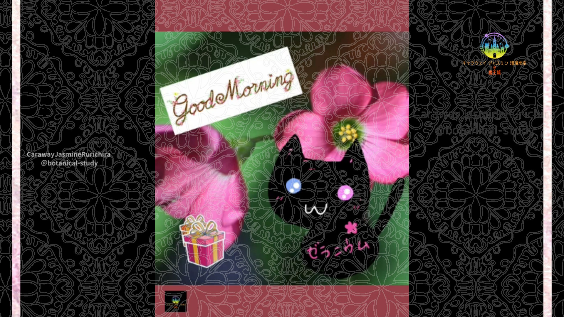 「オキザリス」11月21日Rゼラニウム瑠璃地楽と今日の誕生花とおはようメッセージ＠botanical-study