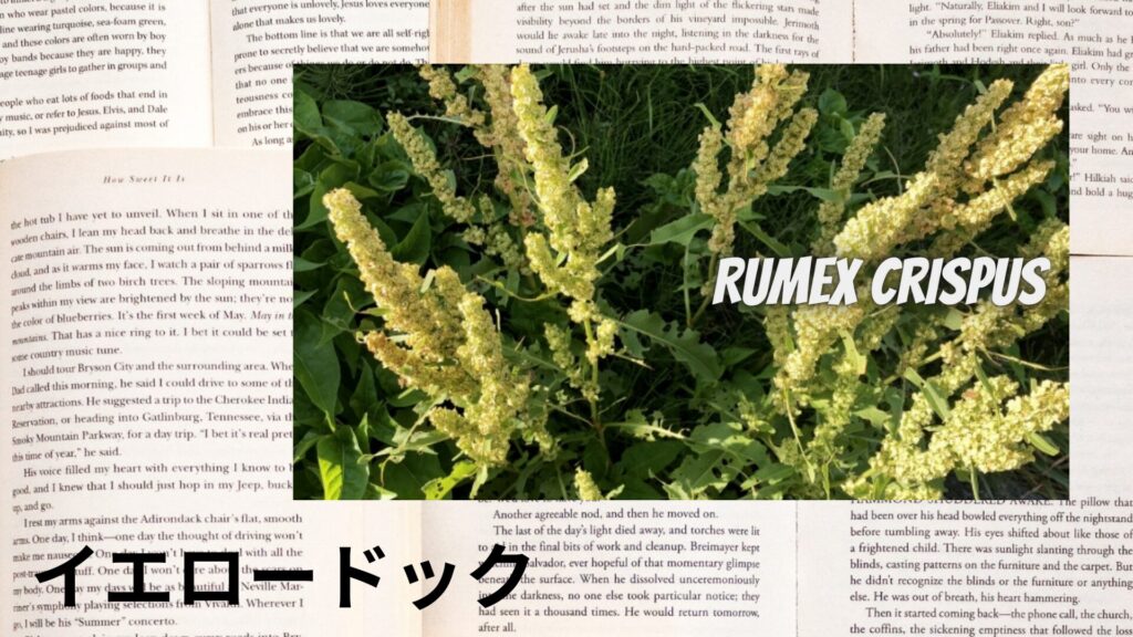 yellow-dock-aroma-herb-dictionary-eyecatch-botanical-study