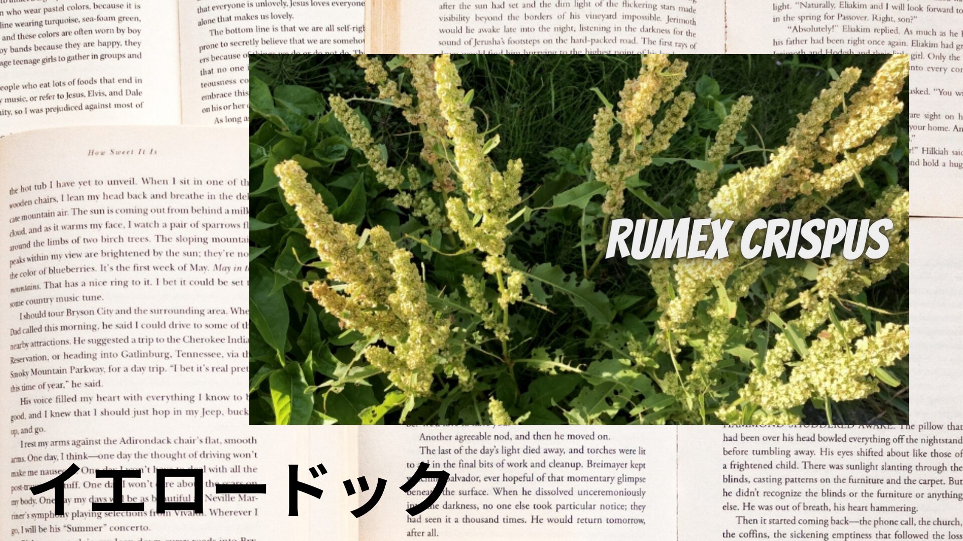 yellow-dock-aroma-herb-dictionary-eyecatch-botanical-study