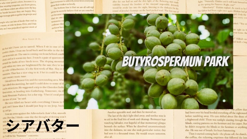 shea-butter-aroma-herb-dictionary-eyecatch-botanical-study