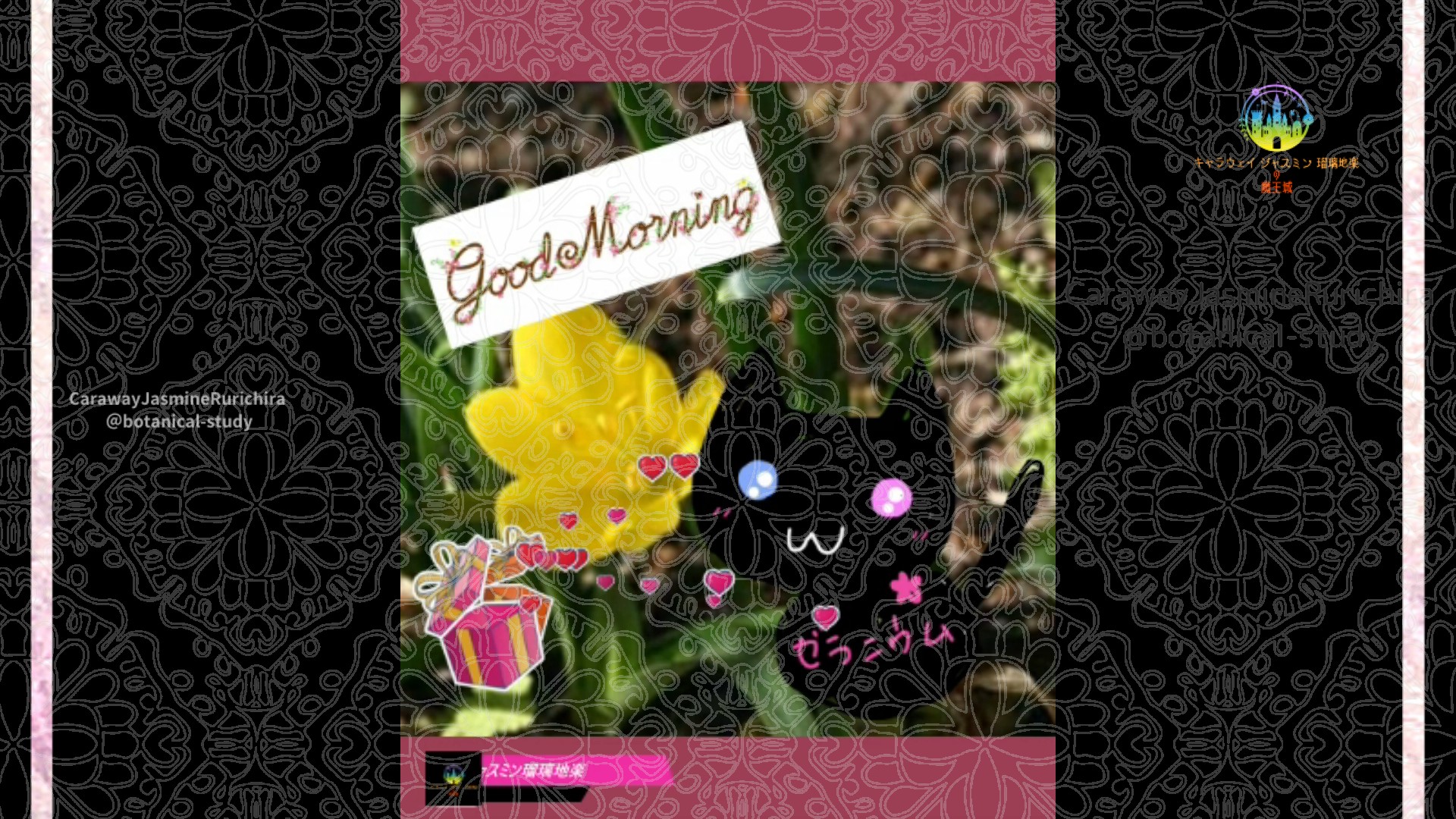 「キバナタマスダレ」11月8日Rゼラニウム瑠璃地楽と今日の誕生花とおはようメッセージ＠botanical-study