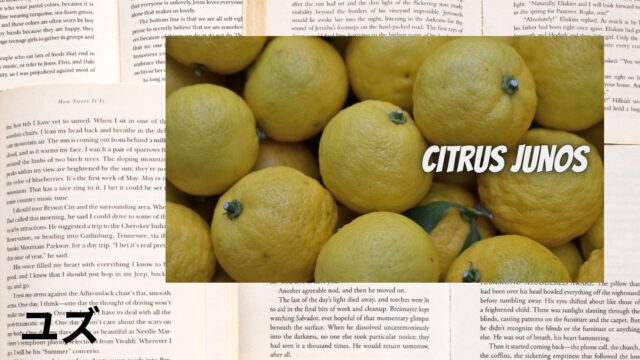 ユズのアロマハーブ事典(辞典)用アイキャッチ＠botanical-study