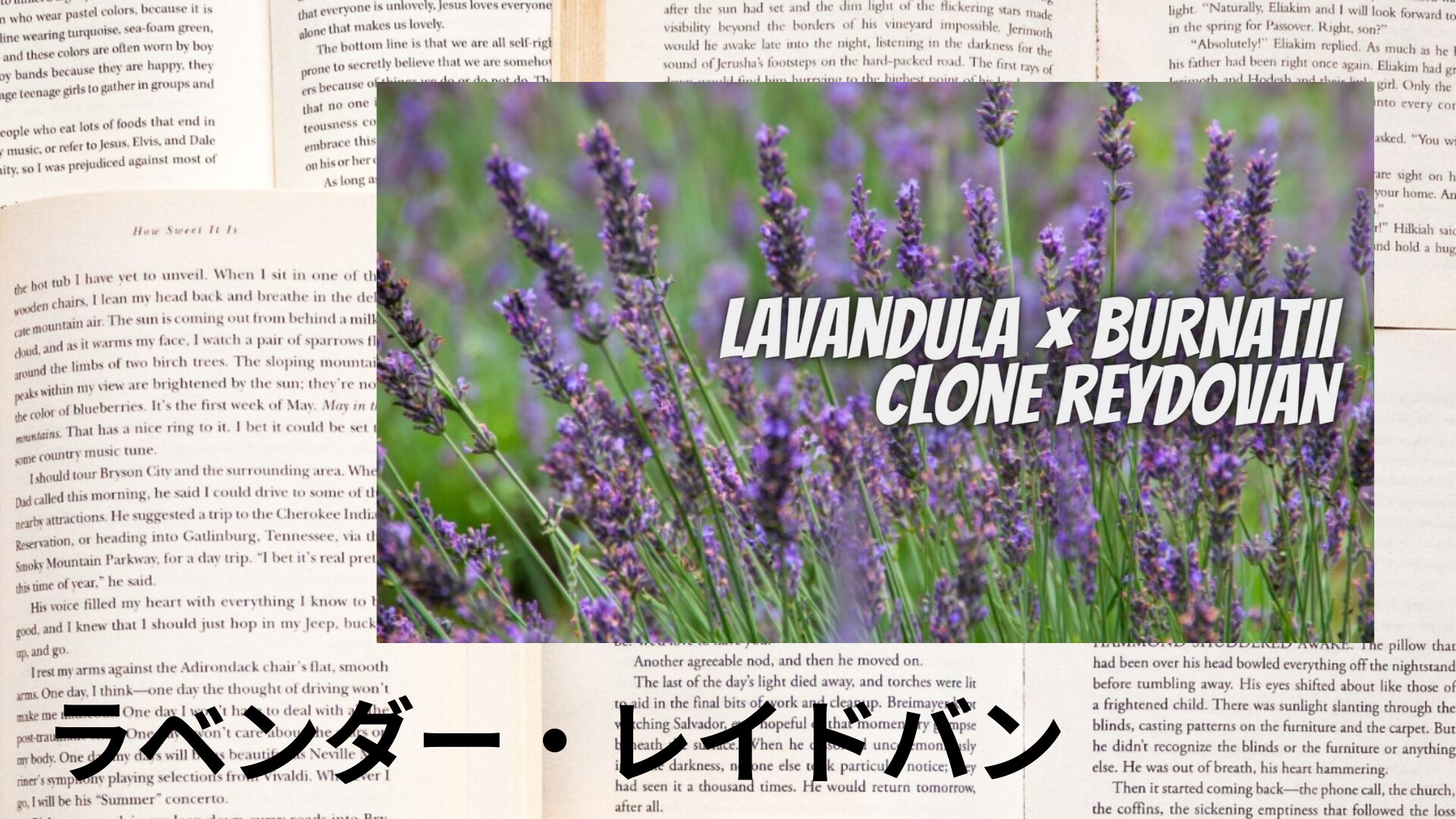 lavender-lavandin-aroma-herb-dictionary-eyecatch-botanical-study