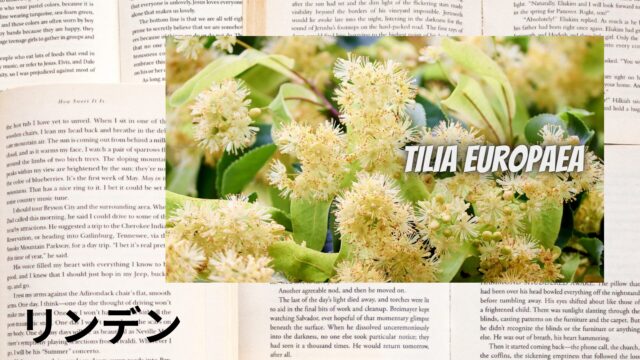 リンデンのアロマハーブ事典(辞典)用アイキャッチ＠botanical-study