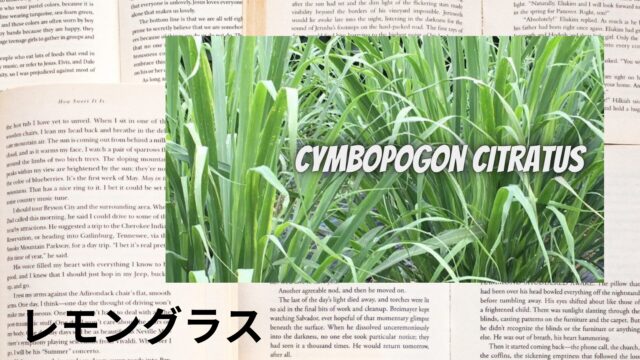 レモングラスのアロマハーブ事典(辞典)用アイキャッチ＠botanical-study