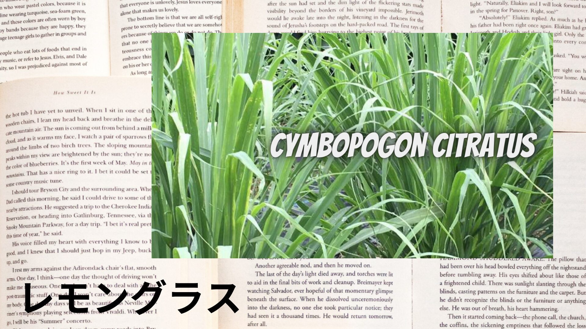 lemongrass-aroma-herb-dictionary-eyecatch-botanical-study