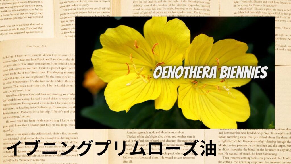evening-primrose-oil-aroma-herb-dictionary-eyecatch-botanical-study