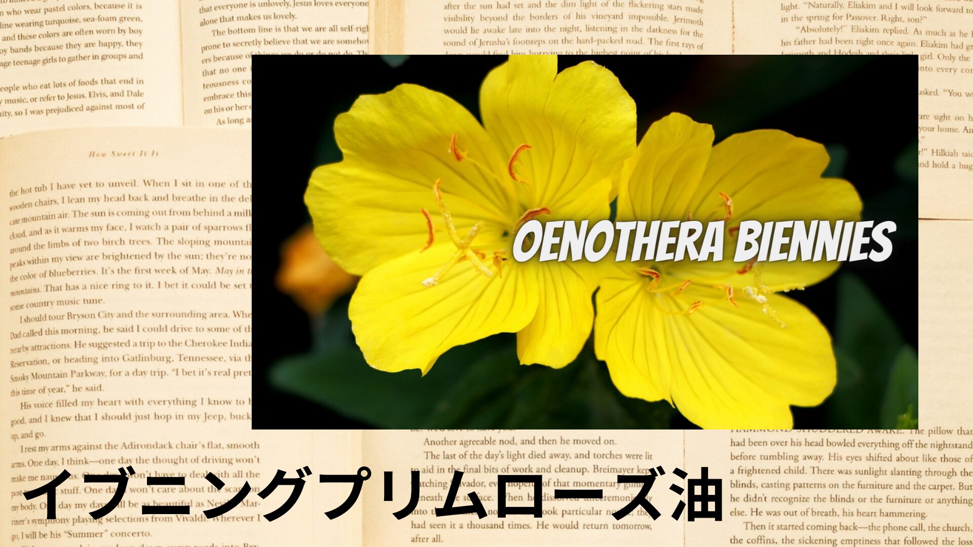evening-primrose-oil-aroma-herb-dictionary-eyecatch-botanical-study