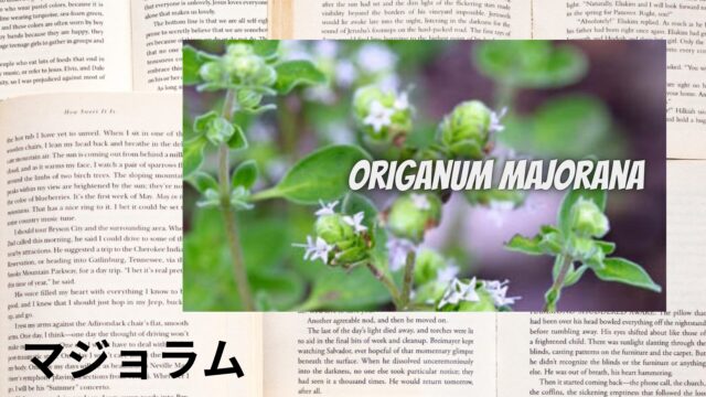 マジョラムのアロマハーブ事典(辞典)用アイキャッチ＠botanical-study