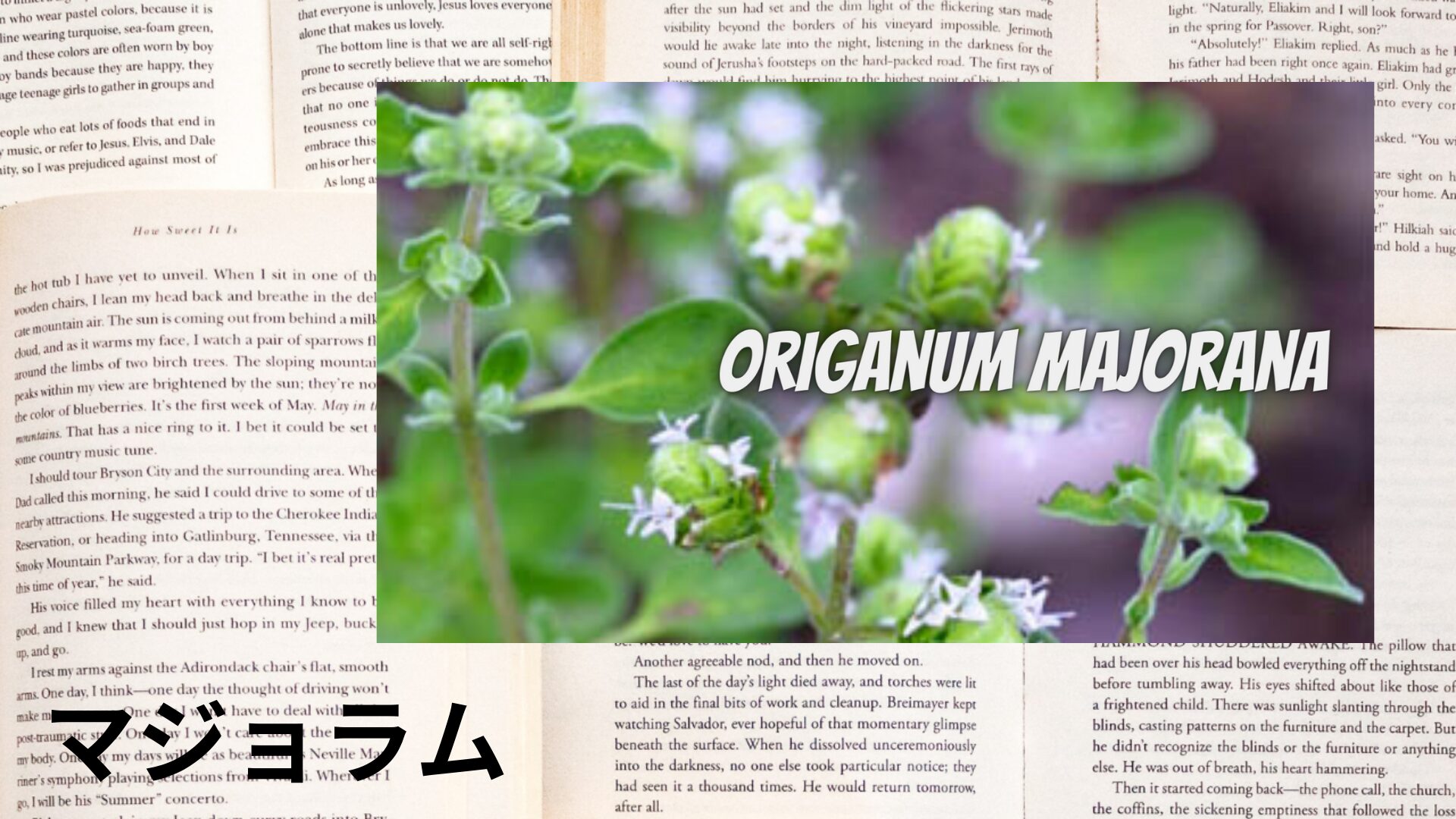 marjoram-aroma-herb-dictionary-eyecatch-botanical-study