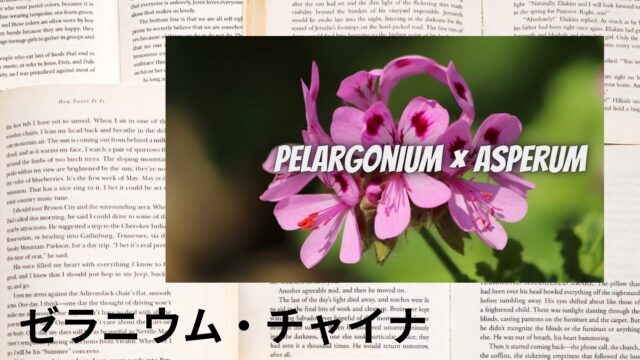 ゼラニウム・チャイナのアロマハーブ事典(辞典)用アイキャッチ＠botanical-study