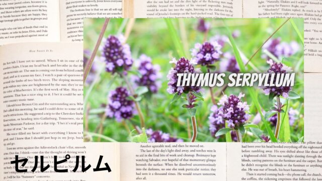 セルピルムのアロマハーブ事典(辞典)用アイキャッチ＠botanical-study