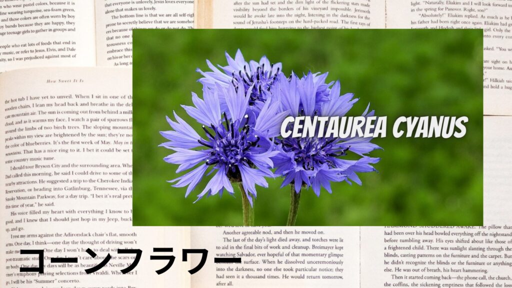 cornflower-aroma-herb-dictionary-eyecatch-botanical-study