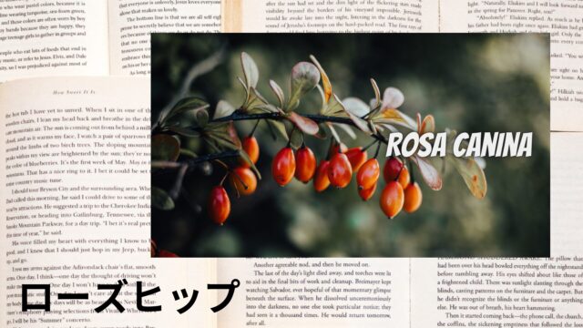 ローズヒップのアロマハーブ事典(辞典)用アイキャッチ＠botanical-study