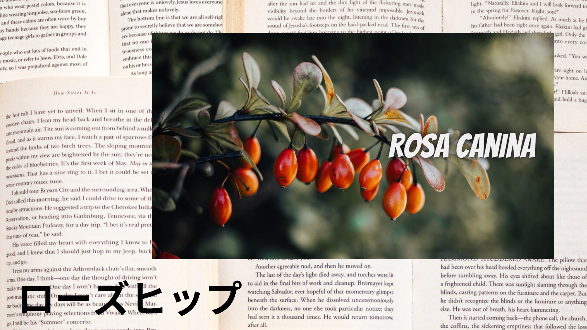rose-hip-aroma-herb-dictionary-eyecatch-botanical-study
