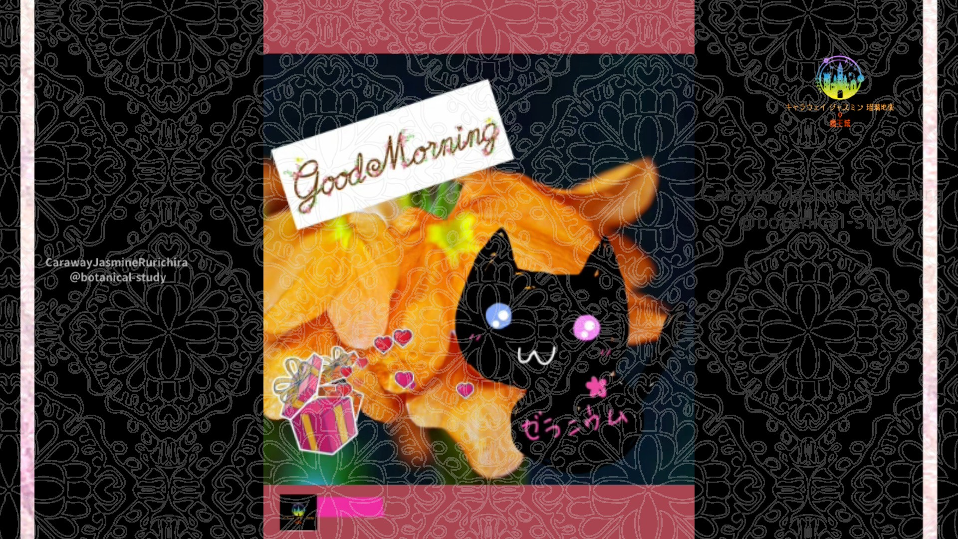 「クロサンドラ」11月4日Rゼラニウム瑠璃地楽と今日の誕生花とおはようメッセージ＠botanical-study