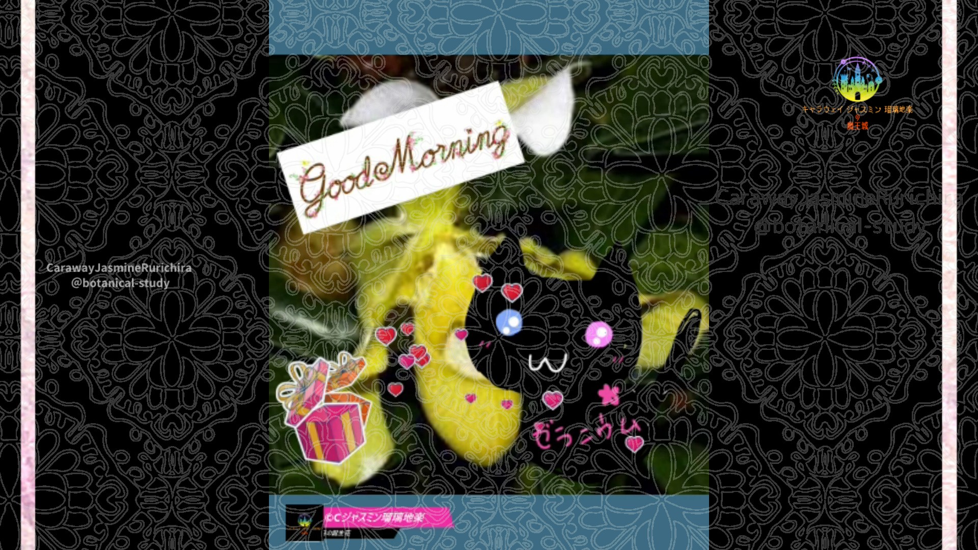 「パフィオペディラム」11月30日Rゼラニウム瑠璃地楽と今日の誕生花とおはようメッセージ＠botanical-study