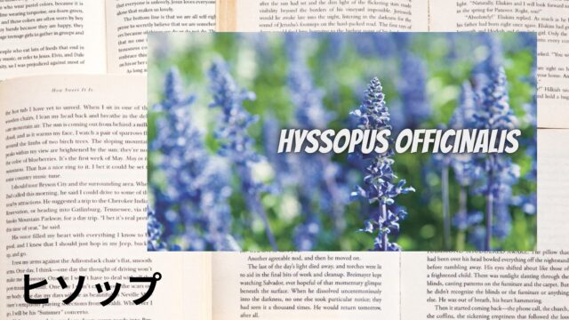 ヒソップのアロマハーブ事典(辞典)用アイキャッチ＠botanical-study