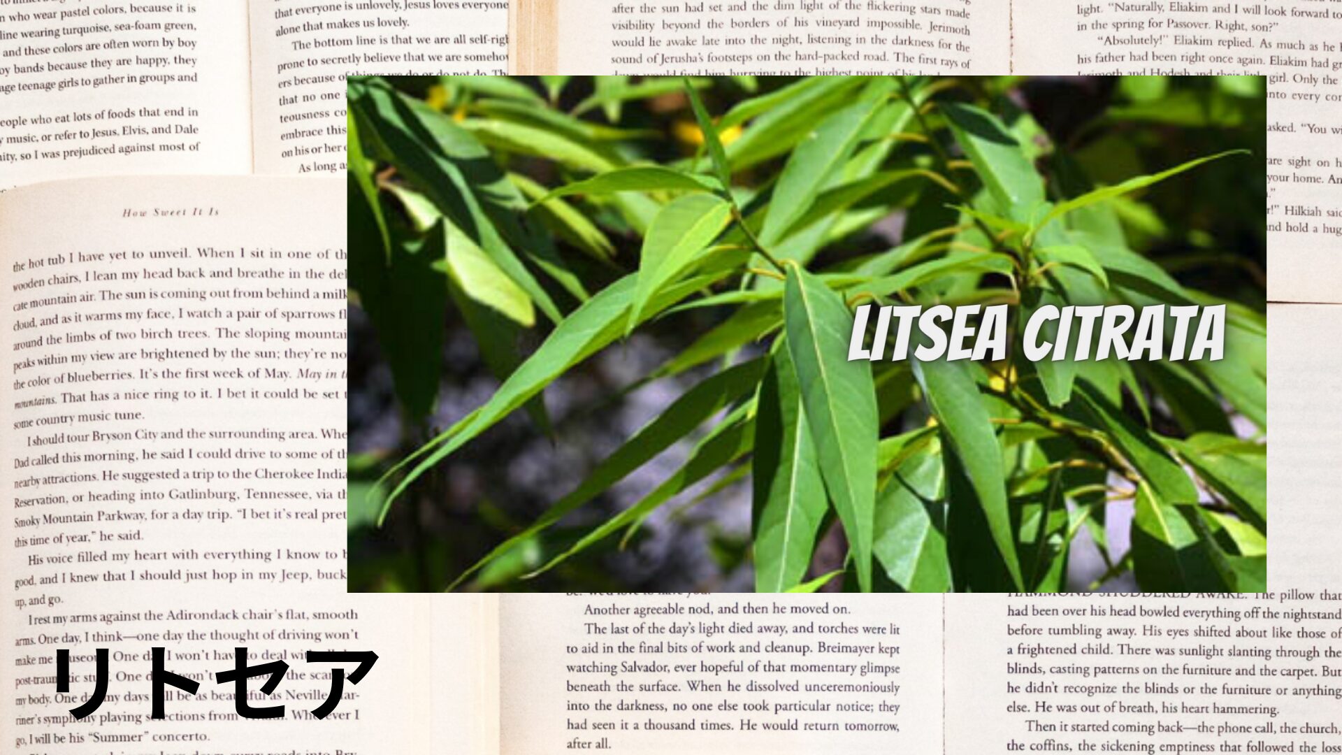 litsea-aroma-herb-dictionary-eyecatch-botanical-study