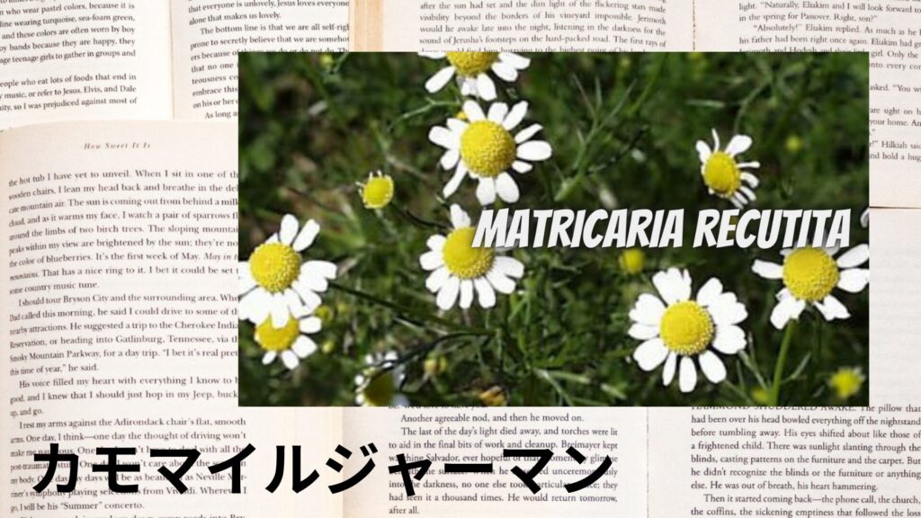 german-chamomile-aroma-herb-dictionary-eyecatch-botanical-study