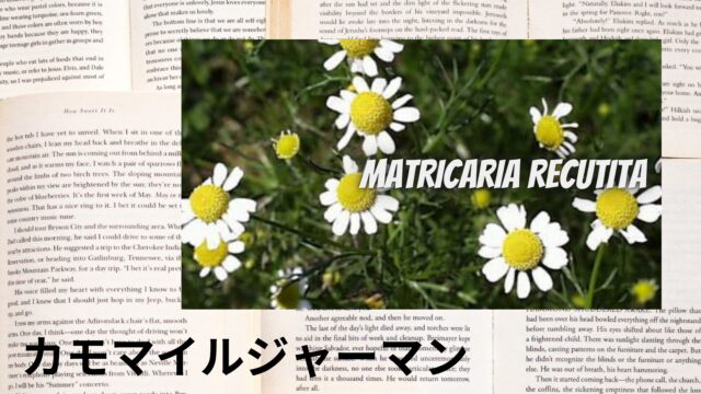 のアロマハーブ事典(辞典)用アイキャッチ＠botanical-study