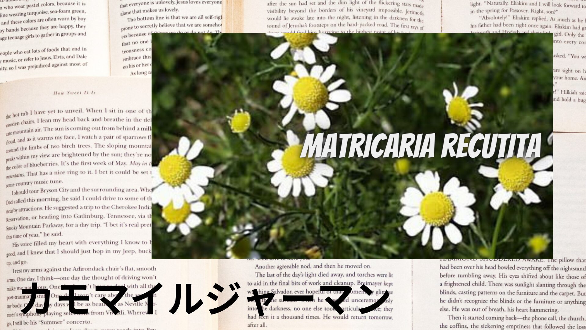 german-chamomile-aroma-herb-dictionary-eyecatch-botanical-study
