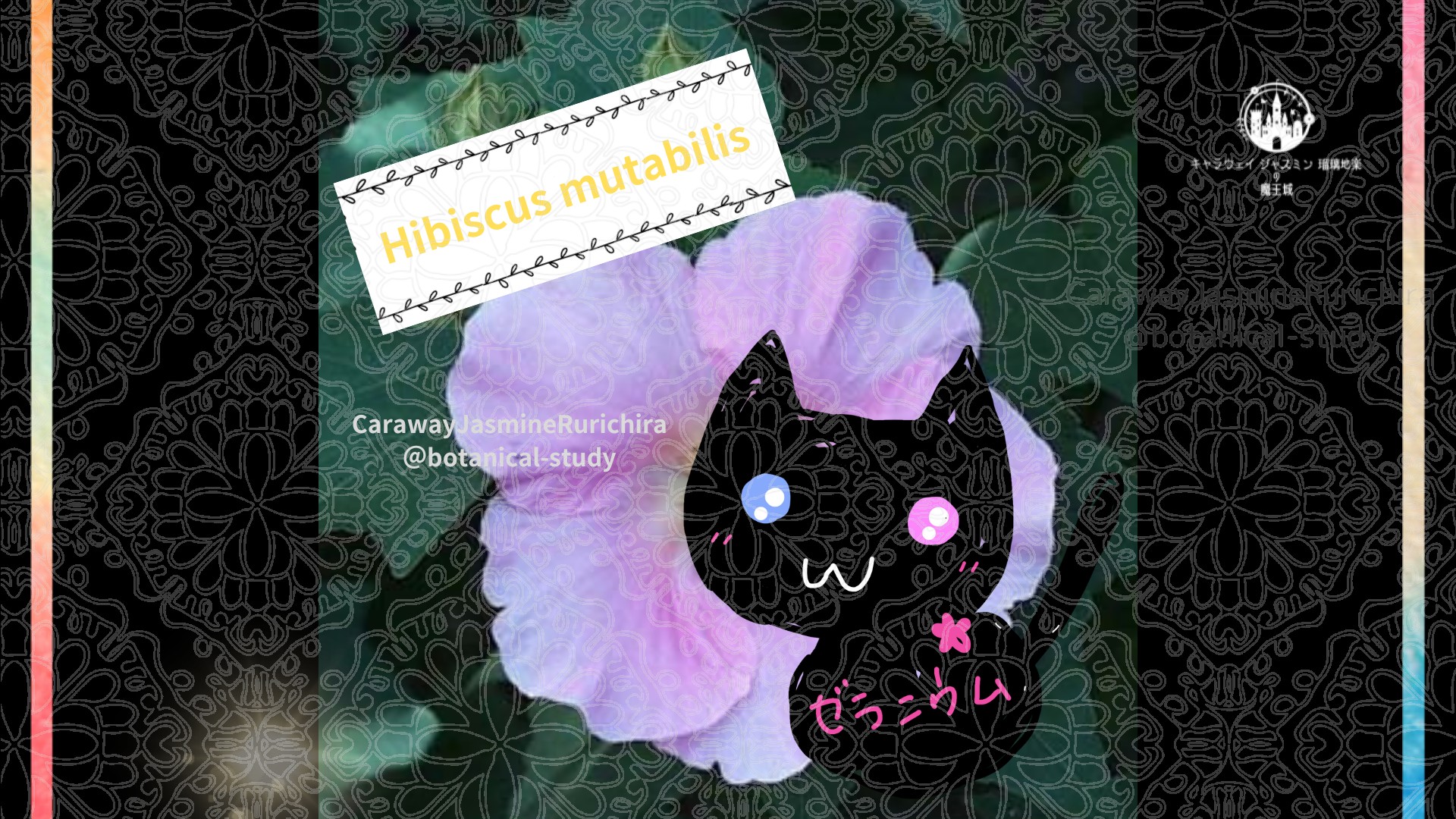 今日の誕生花A　11.10