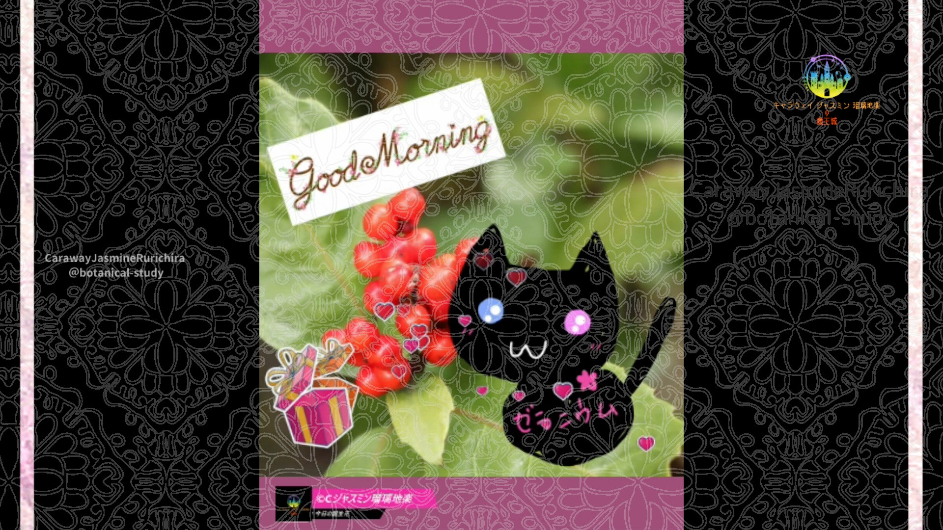 「センリョウ」11月13日Rゼラニウム瑠璃地楽と今日の誕生花とおはようメッセージ＠botanical-study