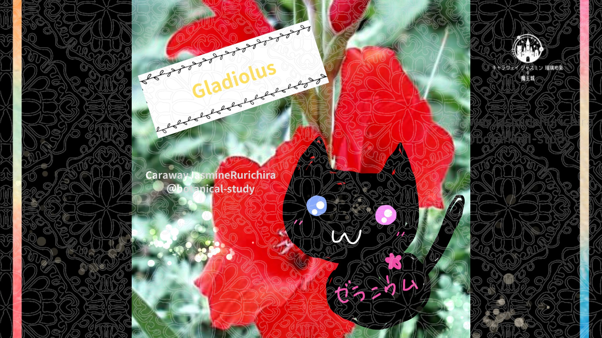 今日の誕生花A　11.26