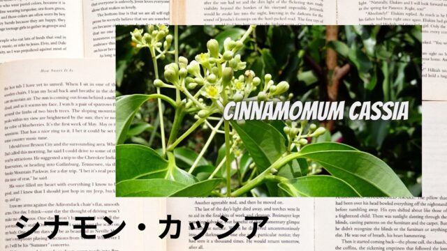 シナモン・カッシアのアロマハーブ事典(辞典)用アイキャッチ＠botanical-study