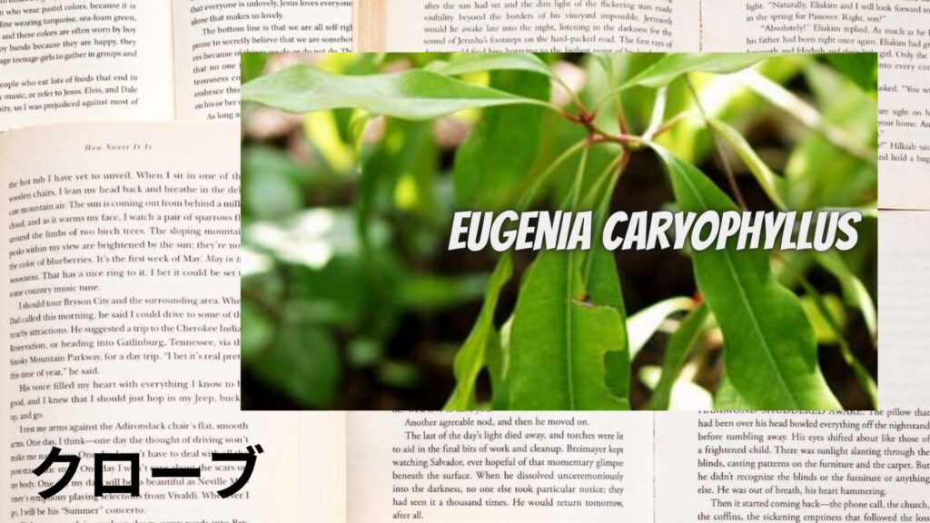 clove-aroma-herb-dictionary-eyecatch-botanical-study