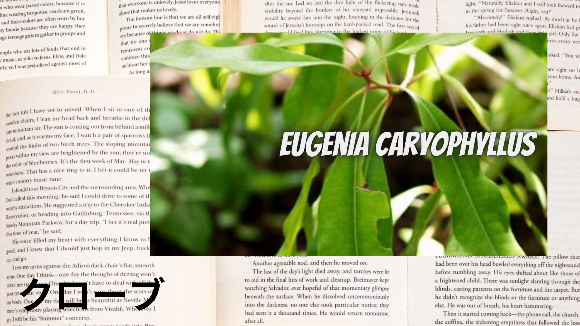 clove-aroma-herb-dictionary-eyecatch-botanical-study