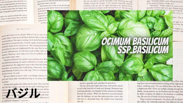 バジルのアロマハーブ事典(辞典)用アイキャッチ＠botanical-study
