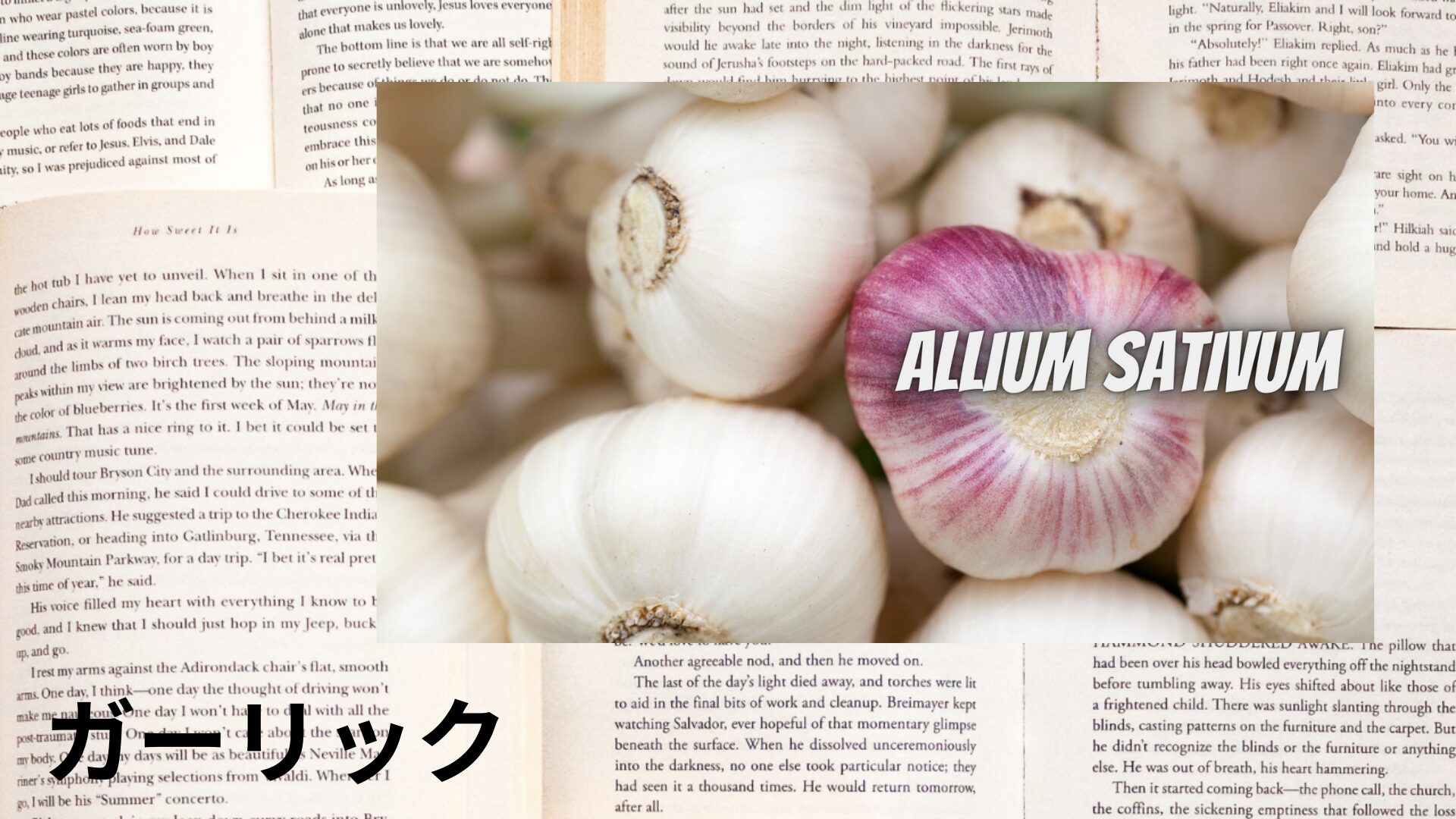 garlic-aroma-herb-dictionary-eyecatch-botanical-study