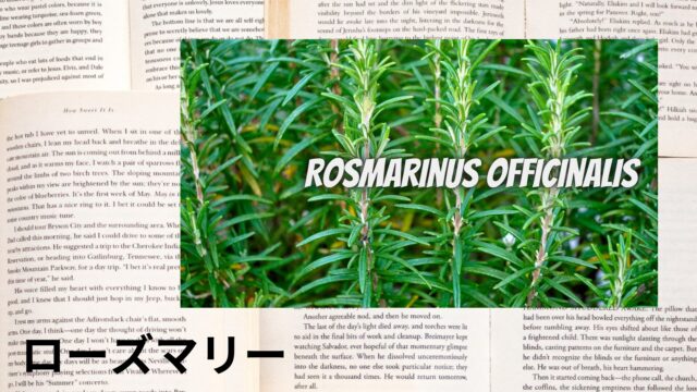 ローズマリーのアロマハーブ事典(辞典)用アイキャッチ＠botanical-study