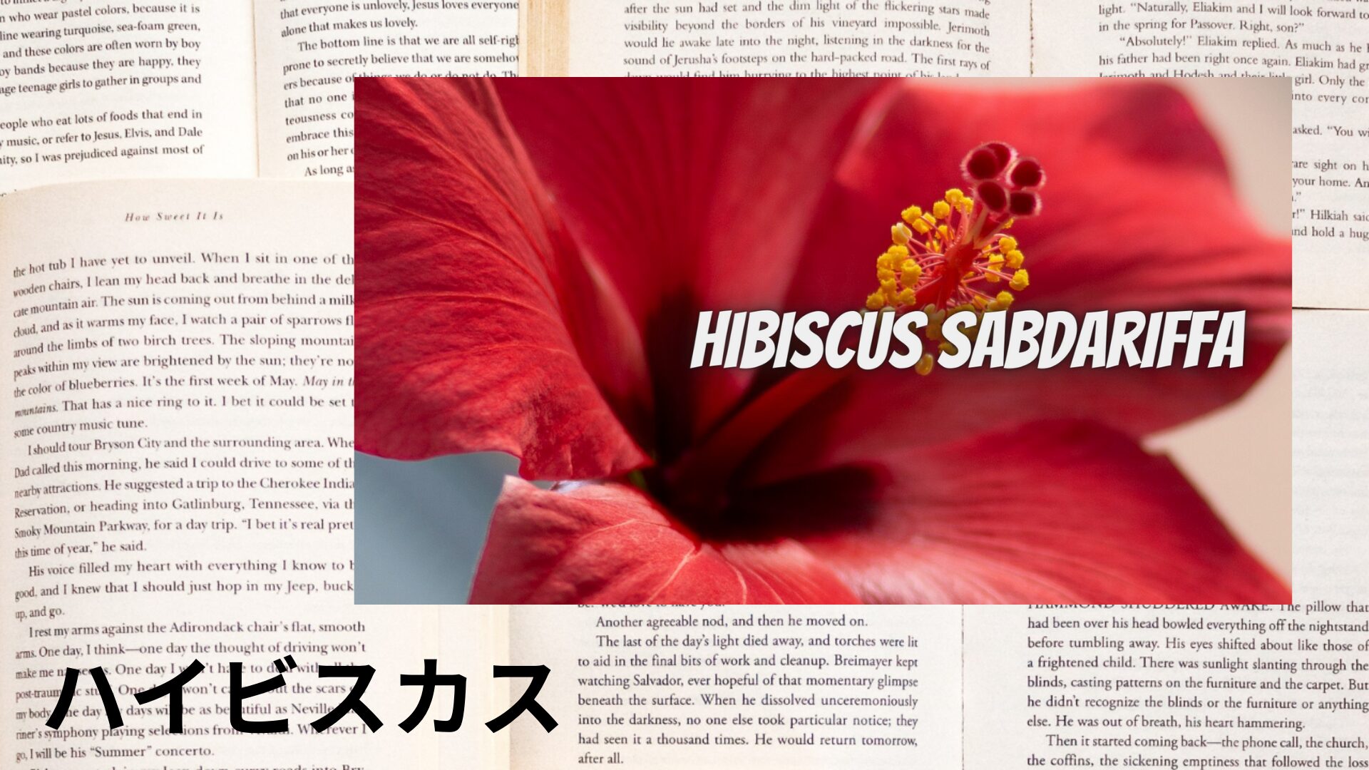 hibiscus-aroma-herb-dictionary-eyecatch-botanical-study