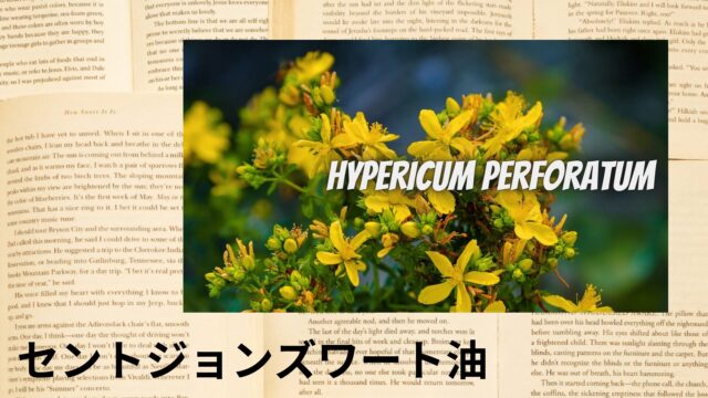 セントジョンズワート油のアロマハーブ事典(辞典)用アイキャッチ＠botanical-study