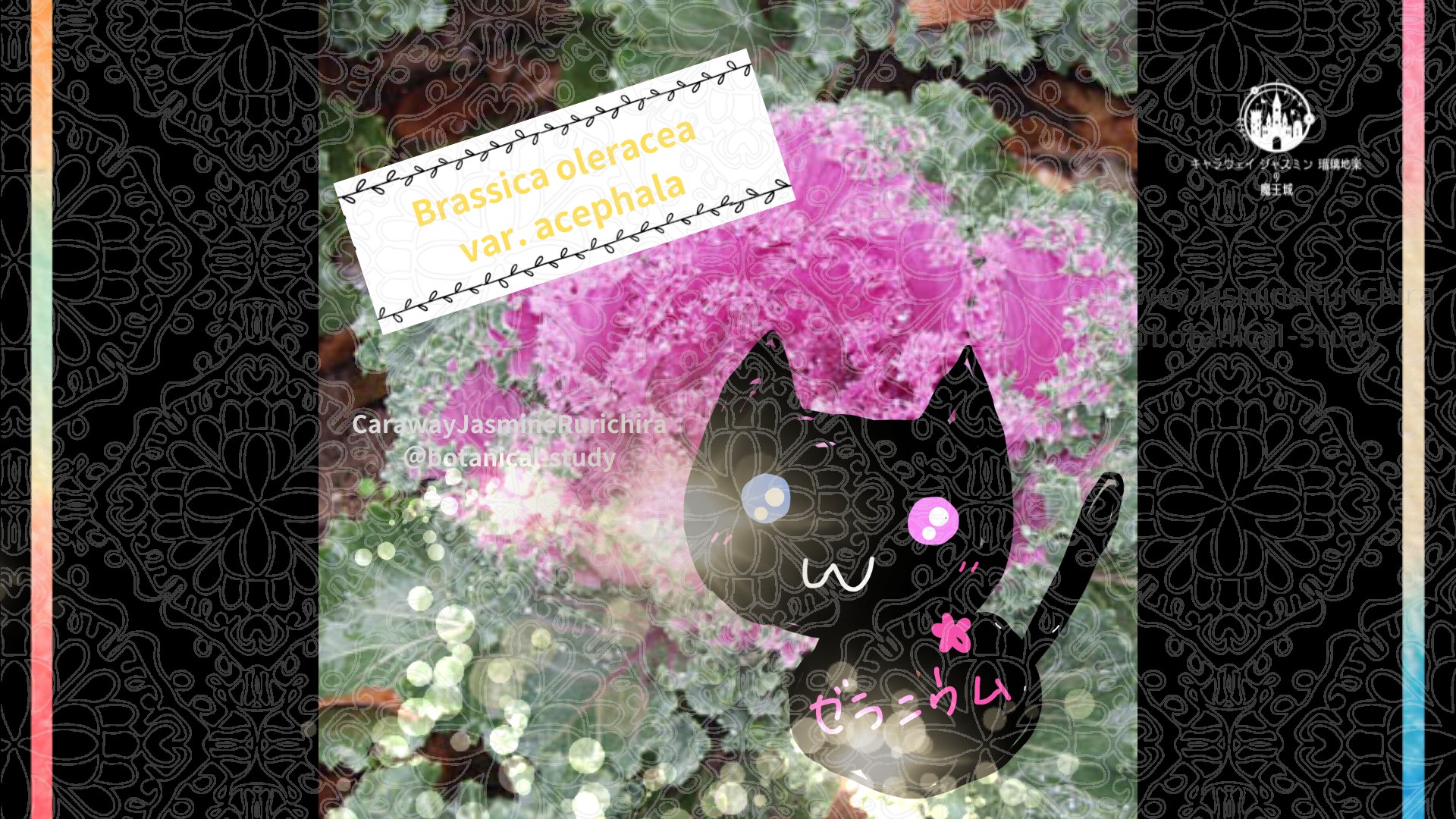 今日の誕生花A　11.27