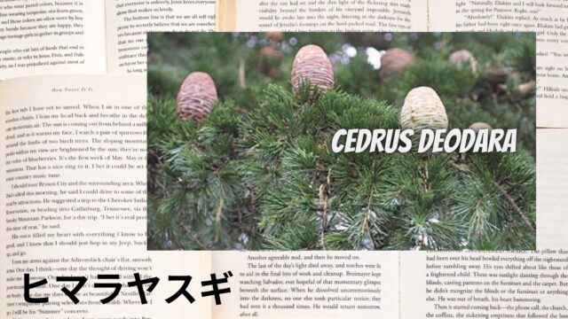 ヒマラヤスギのアロマハーブ事典(辞典)用アイキャッチ＠botanical-study