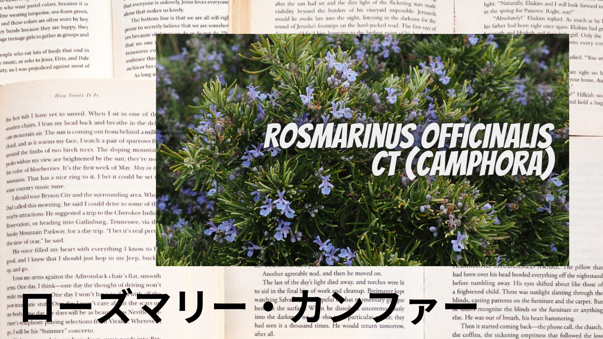 rosemary-camphor-aroma-herb-dictionary-eyecatch-botanical-study