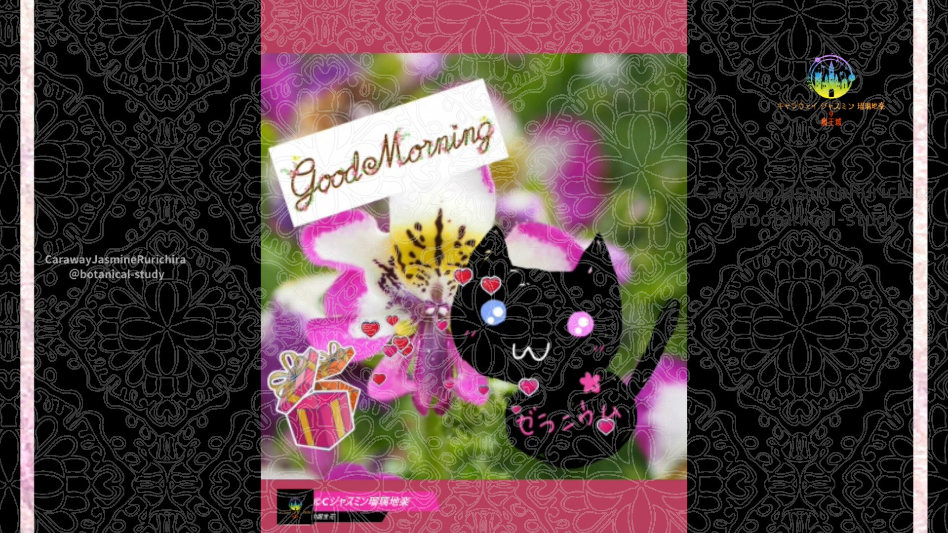 「シザンサス」11月2日Rゼラニウム瑠璃地楽と今日の誕生花とおはようメッセージ＠botanical-study