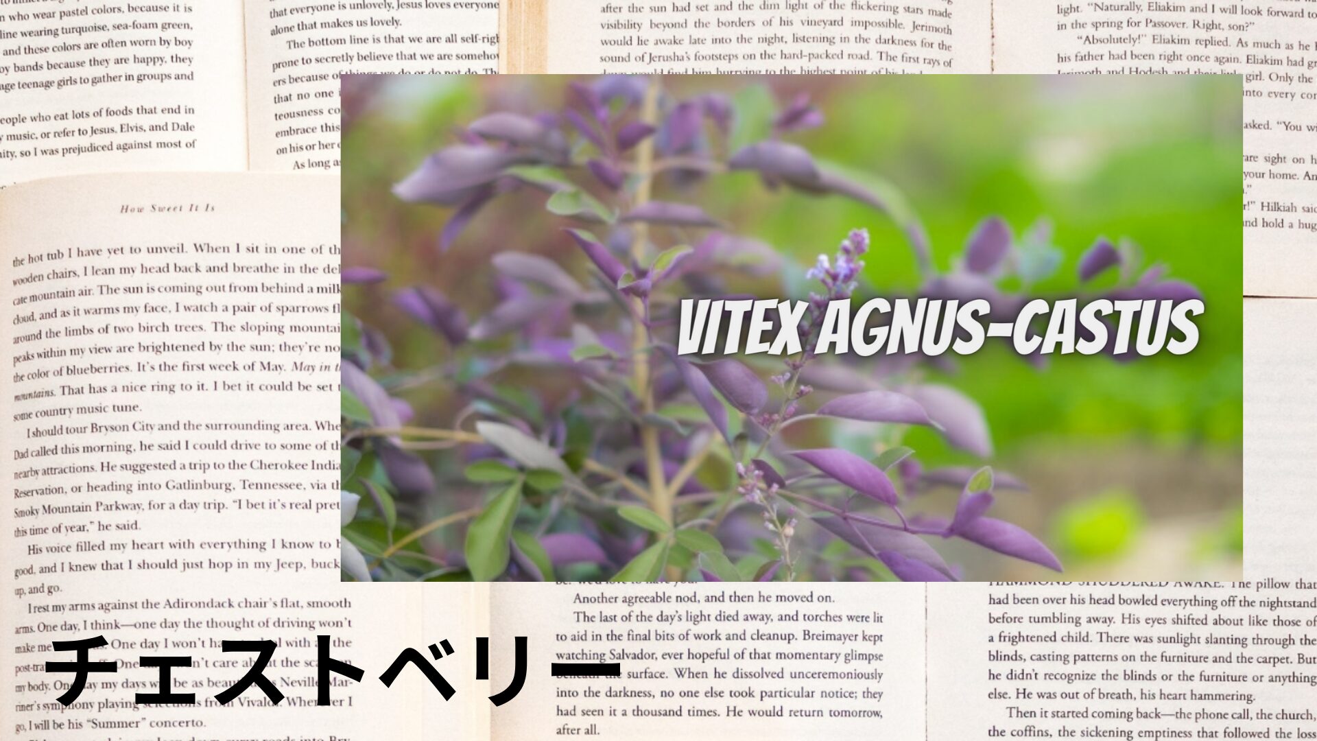 chaste-tree-berry-aroma-herb-dictionary-eyecatch-botanical-study