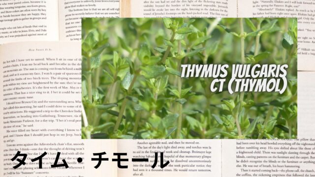 タイム・チモールのアロマハーブ事典(辞典)用アイキャッチ＠botanical-study